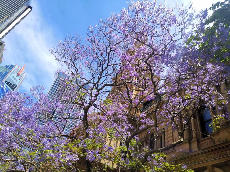 シドニーのジャガランダ