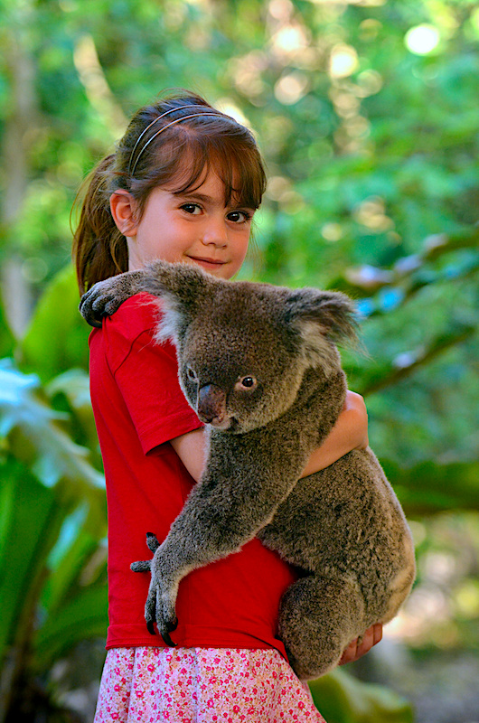 コアラ抱っこ　ケアンズ観光