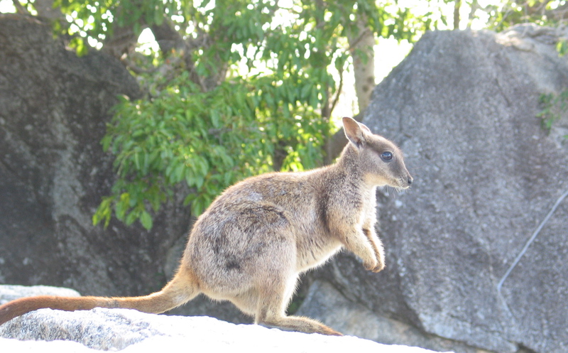 ケアンズ　オプショナルツアー　ランキング　人気ケアンズ　オプショナルツアー　ランキング　人気