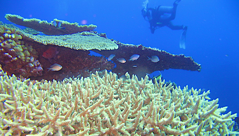 ケアンズ　オプショナルツアー　ランキング　人気ケアンズ　オプショナルツアー　ランキング　人気